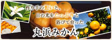 丸浜みかん