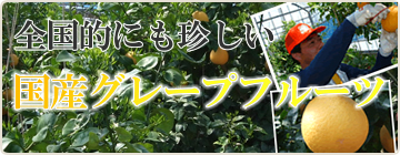 丸浜グレープフルーツ